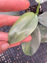 Load image into Gallery viewer, Philodendron Hastatum Silver Sword, Exact Plant Variegated Ships Nationwide
