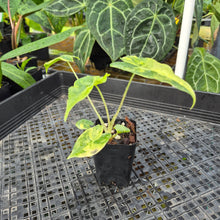 Load image into Gallery viewer, Alocasia sarian aurea, Exact Plant Ships Nationwide.
