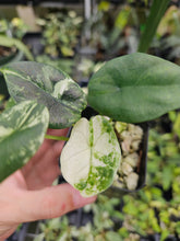 Load image into Gallery viewer, Alocasia Sinuata Albo Variegated 2.5" pot, Fedex 2day*
