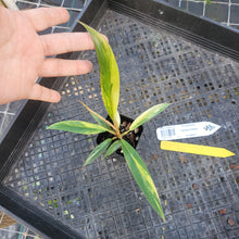 Load image into Gallery viewer, Philodendron Caramel Marble, Exact Plant Variegated Ships Nationwide
