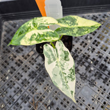 Load image into Gallery viewer, Alocasia Frydek, Exact Plant Variegated Ships Nationwide
