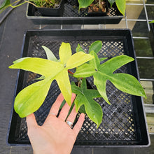 Load image into Gallery viewer, Philodendron Florida Ghost, Exact Plant Ships Nationwide
