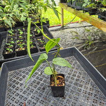 Load image into Gallery viewer, Anthurium Sp. Limon, Exact Plant Ships Nationwide
