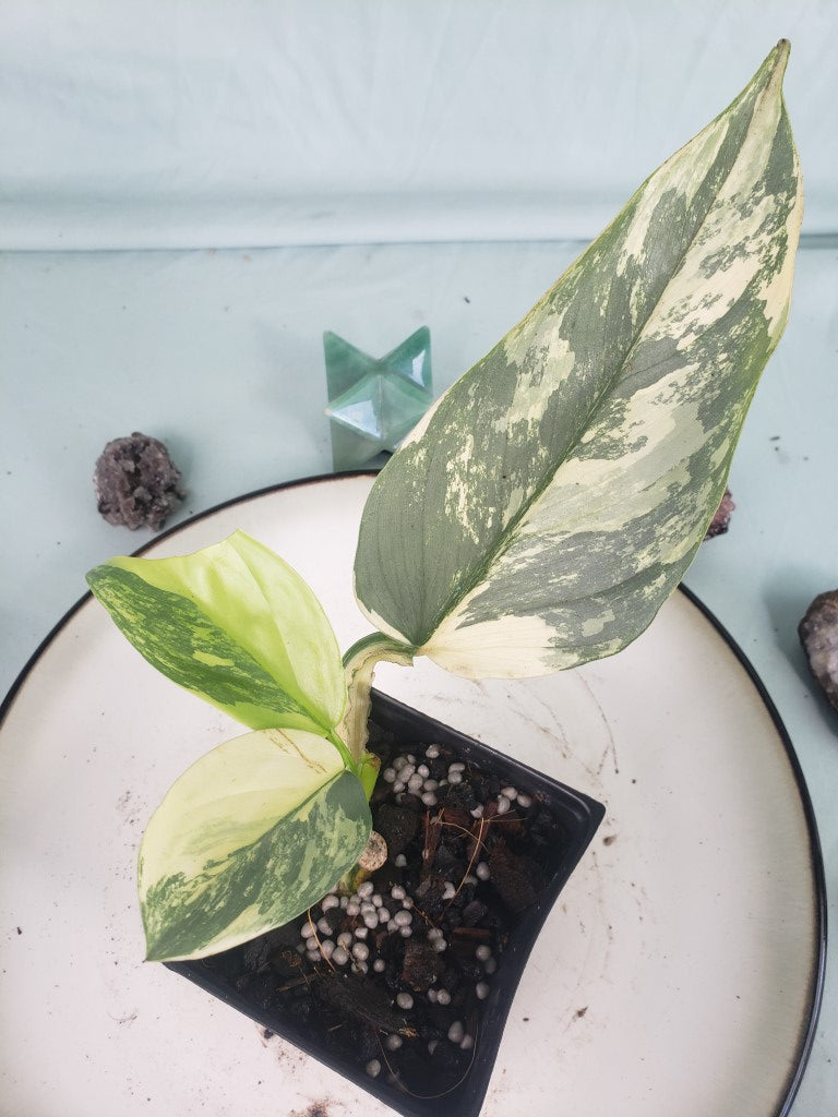 Silver Sword, exact plant, variegated Philodendron Hastatum, ships nationwide