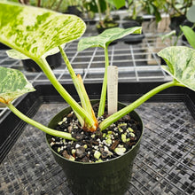 Load image into Gallery viewer, Philodendron Giganteum, Exact Plant Variegated Ships Nationwide
