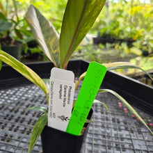 Load image into Gallery viewer, Philodendron Caramel Marble, Exact Plant Variegated Ships Nationwide
