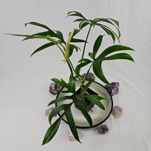 Load image into Gallery viewer, Philodendron Quercifolium, Exact Plant Ships Nationwide
