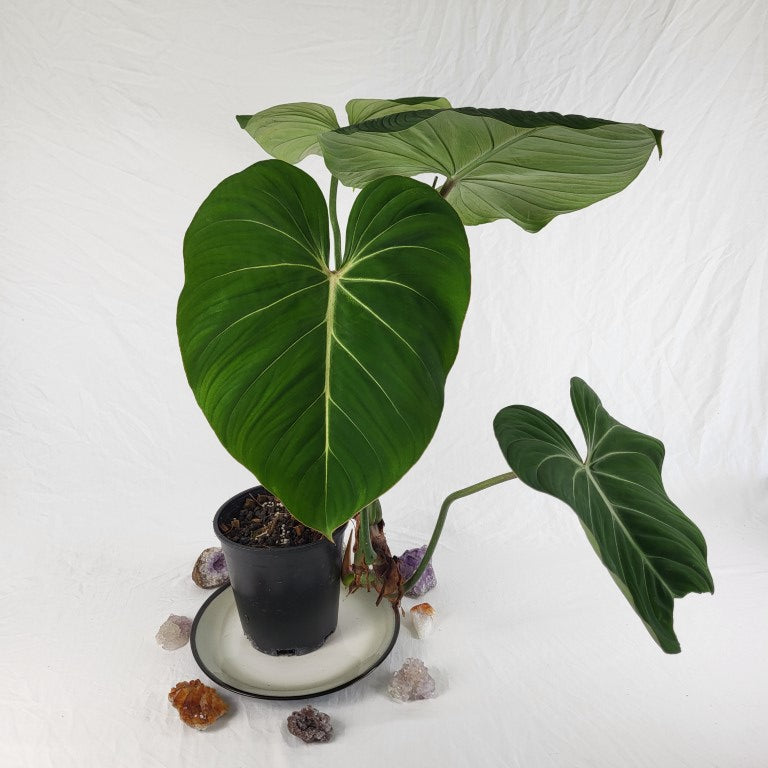 Philodendron Gloriosum, Pink Veined Back 6