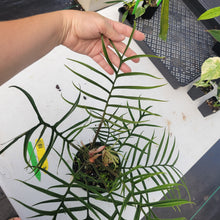 Load image into Gallery viewer, Philodendron Tortum, Exact Plant Ships Nationwide
