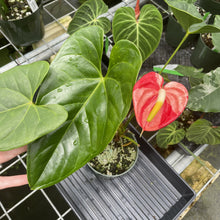 Load image into Gallery viewer, Anthurium Shibori Koi "orange speckled" exact plant, Fedex 2day*
