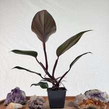 Load image into Gallery viewer, Philodendron Majesty 2.5&quot; Pot, Fedex 2 day*
