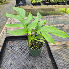 Load image into Gallery viewer, Rhaphidophora Decursiva, Exact Plant Ships Nationwide
