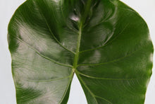 Load image into Gallery viewer, Alocasia Macrorrhiza &#39;Stingray&#39; Exact Plant
