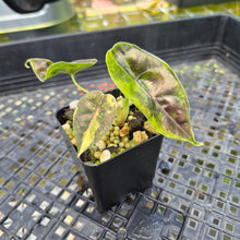 Load image into Gallery viewer, Alocasia Azlanii Aurea variegated , Exact Plant Ships Nationwide
