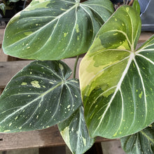 Load image into Gallery viewer, Philodendron Gloriosum variegated type 2, exact plant, Fedex 2day*
