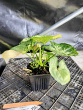 Load image into Gallery viewer, Syngonium Mango Allusion, Orm Thong, Exact Plant Variegated Ships Nationwide
