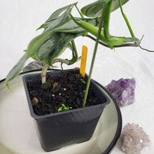 Load image into Gallery viewer, Philodendron Brandtianum Mini Form 4&quot; pot, Fedex 2 day*
