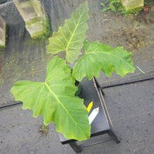 Load image into Gallery viewer, Philodendron Corsinianum, Exact Plant Ships Nationwide
