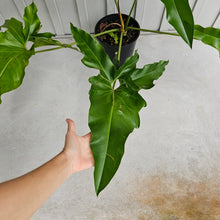Load image into Gallery viewer, Philodendron Thaumatophyllum Goeldii X Selloum &quot;African Fantasy, Exact Plant

