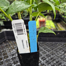 Load image into Gallery viewer, Anthurium Macrolobium, Exact Plant Ships Nationwide
