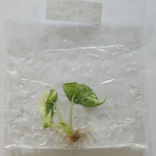 Load image into Gallery viewer, Alocasia Polly Snowflake Pink variegated tissue culture 2DayAir
