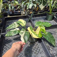 Load image into Gallery viewer, Epipremnum Pinnatum Albo Variegated exact plant, Fedex 2day
