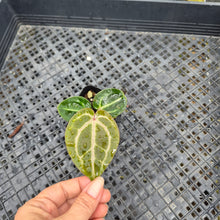 Load image into Gallery viewer, Anthurium doc block red crystallinum, Exact Plant Ships Nationwide
