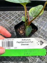 Load image into Gallery viewer, Anthurium Papillilaminum Fort Sherman 2.5&quot; Pot, Fedex 2 day*
