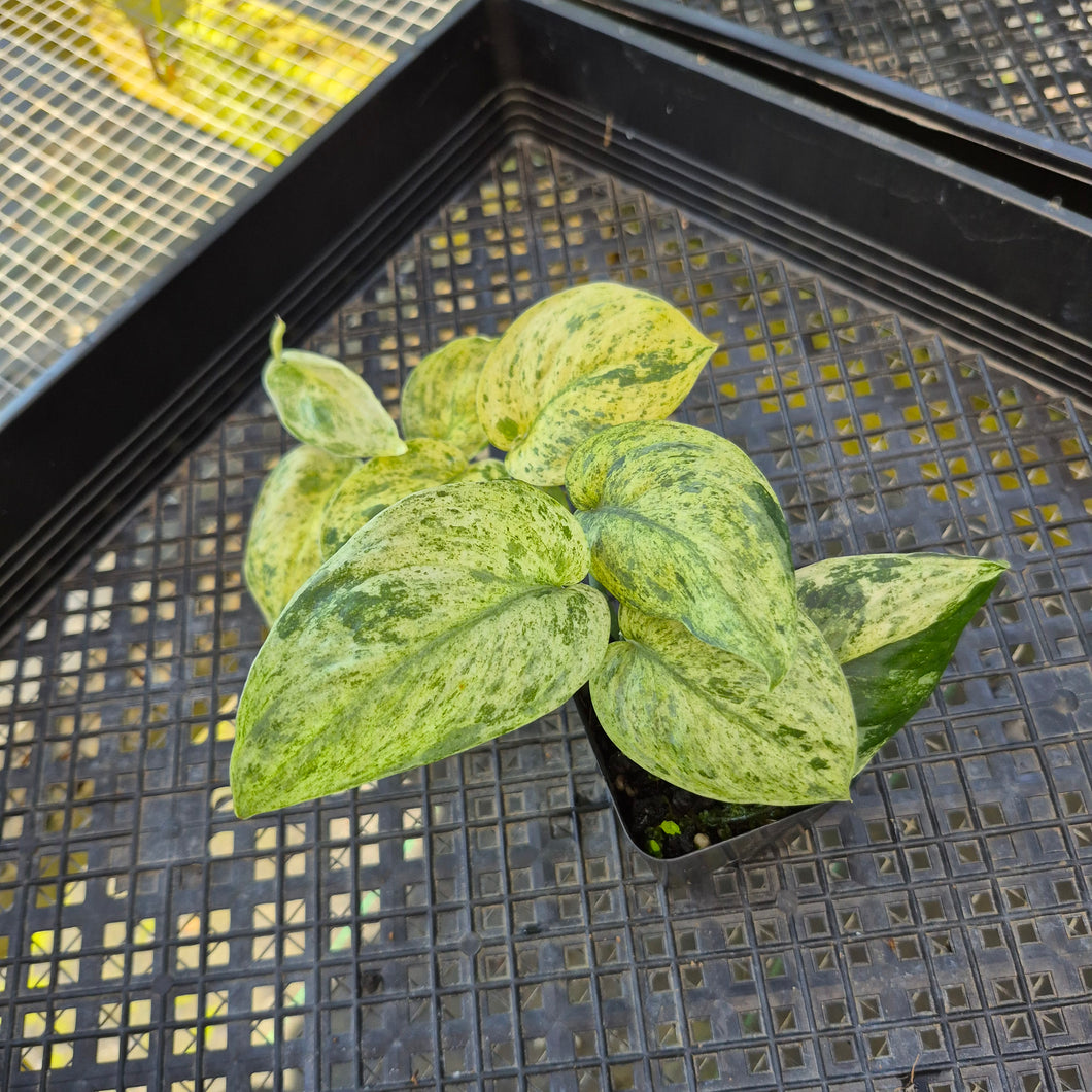 Scindapsus Jade Satin Marble Queen, Exact Plant Variegated Ships Nationwide