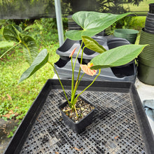 Load image into Gallery viewer, Anthurium Shibori Variegated 4" pot, Fedex 2day*
