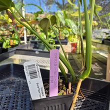 Load image into Gallery viewer, Monstera Burle Marx Flame, Exact Plant Ships Nationwide
