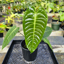 Load image into Gallery viewer, Anthurium Veitchii, Exact Plant
