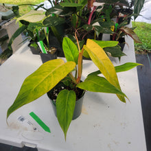 Load image into Gallery viewer, Philodendron Goldiana, Exact Plant Ships Nationwide
