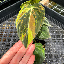 Load image into Gallery viewer, Philodendron Melanochrysum Variegated 2.5" pot, Fedex 2day*
