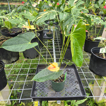 Load image into Gallery viewer, Anthurium Shibori, Exact Plant Variegated
