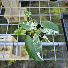 Load image into Gallery viewer, Alocasia Odora, Okinawa Silver, Exact Plant Variegated 5&#39;&#39; pot, multi plant
