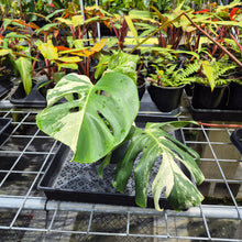 Load image into Gallery viewer, Monstera Borsigiana Albo Deliciosa, Exact Plant Variegated Ships Nationwide
