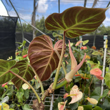 Load image into Gallery viewer, Philodendron Verrucosum Amazon Sunset exact plant, Fedex 2day*
