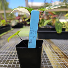 Load image into Gallery viewer, Alocasia Macrorhizza Black Stem, Exact Plant Variegated
