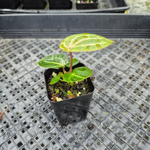 Load image into Gallery viewer, Anthurium doc block red crystallinum, Exact Plant Ships Nationwide
