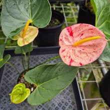 Load image into Gallery viewer, Anthurium Shibori, Exact Plant Variegated
