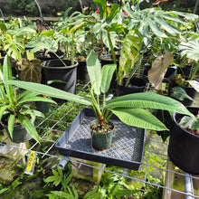 Load image into Gallery viewer, Philodendron Campii Lynette, Exact Plant Ships Nationwide
