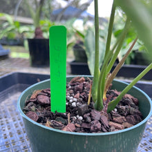 Load image into Gallery viewer, Anthurium Shibori, Exact Plant Variegated
