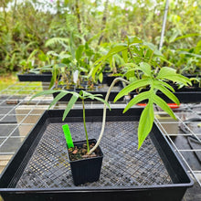 Load image into Gallery viewer, Philodendron Quercifolium, Exact Plant Ships Nationwide
