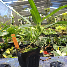 Load image into Gallery viewer, Epipremnum Amplissimum Silver Stripe, Exact Plant Ships Nationwide
