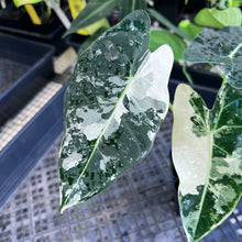 Load image into Gallery viewer, Alocasia Frydek, Exact Plant Variegated Ships Nationwide
