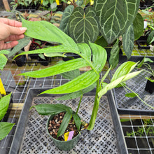 Load image into Gallery viewer, Rhaphidophora Decursiva, Exact Plant Ships Nationwide
