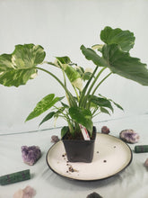 Load image into Gallery viewer, Odora Okinawa Silver, Exact Plant, variegated Alocasia
