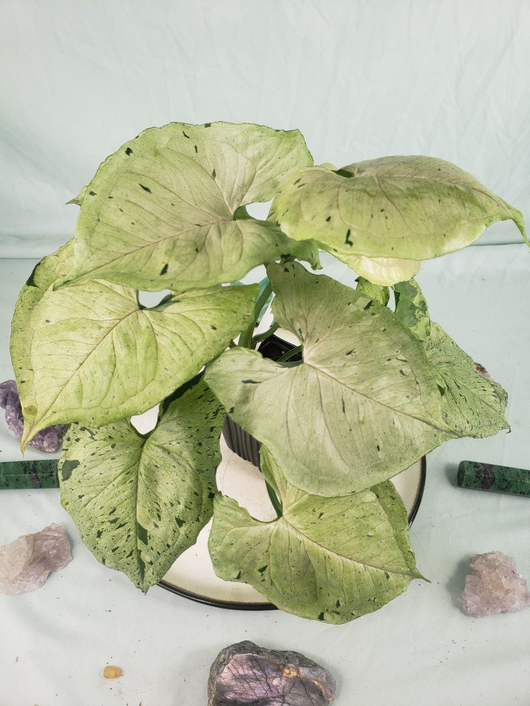 Green Splash, exact plant, variegated Syngonium, ships nationwide