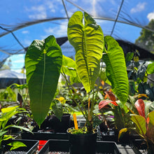 Load image into Gallery viewer, Anthurium Veitchii Narrow Form, Exact Plant X noid, X-Large, 6&#39;&#39; pot
